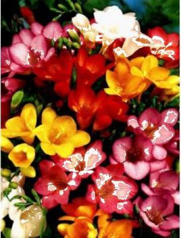 Buchete flori 8 Martie de la Escada Flowers & Design Srl