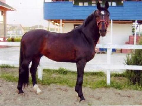 Cazare sau pensiune completa pentru cai de rasa de la Academia Ecvestra Mogosoaia