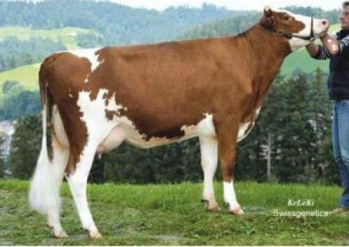Juninci gestante bovine vaci de lapte de la Biagen Select