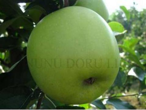 Pomi fructiferi de la Nunu Doru I. I