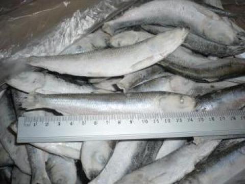 Peste congelat Baby Hering IQF de la Pastraviorul Euro Fish Srl