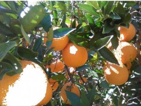 Portocale de la Citrusfruit Import-export