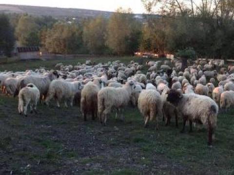 Animale pentru sacrificare 60 de oi si 70 de miei de la 