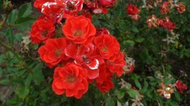 Tufe de trandafiri de la Ciumbrud Plant Srl