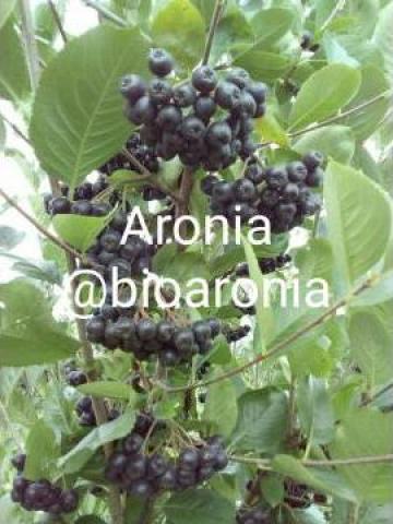 Fructe Aronia