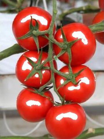 Seminte tomate Samira F1 de la Agro Happy Veggie Srl