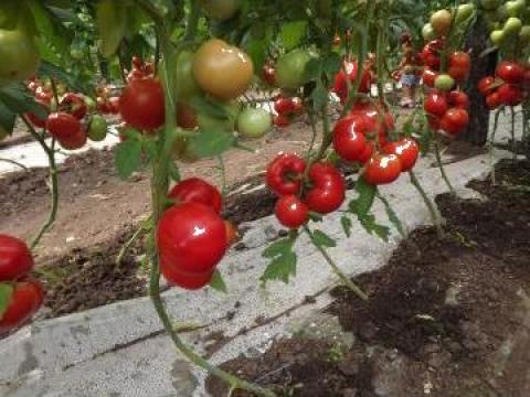 Seminte de tomate Qualitet F1 - 500 seminte de la Marcoser