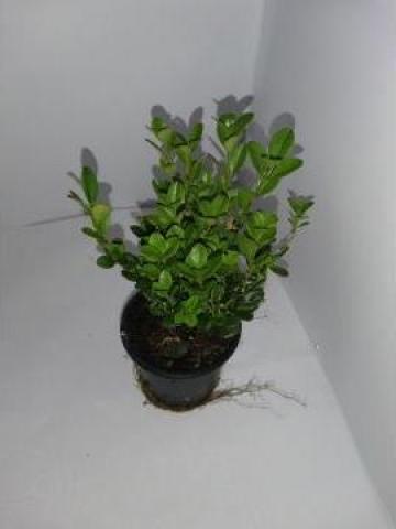 Planta verde Buxus 0070