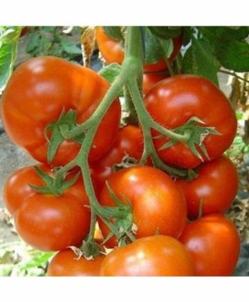 Seminte de tomate Belfast F1 (500 seminte) de la Lencoplant Business Group SRL
