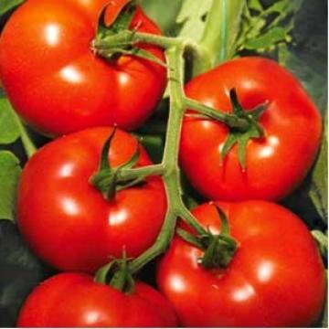 Seminte de tomate Izmir F1, nedeterminate (500 seminte)