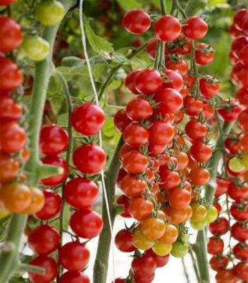 Seminte de tomate Tredicy F1, cherry (500 seminte) de la Lencoplant Business Group SRL