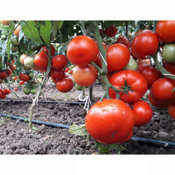 Seminte de tomate semideterminate Kaponet F1 (500 seminte) de la Lencoplant Business Group SRL