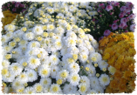 Flori la ghiveci Crizanteme multiflora de la Natural Biosolaris Grup