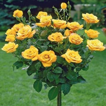 Floare Trandafir Pomisor galben, inalt, 130 cm, la ghiveci de la Florapris Family S.r.l.