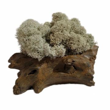 Aranjament licheni ghiveci decorativ alb M9 de la Decor Creativ