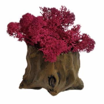 Aranjament licheni ghiveci decorativ roz M1