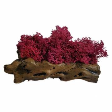 Aranjament licheni ghiveci decorativ roz M2 de la Decor Creativ