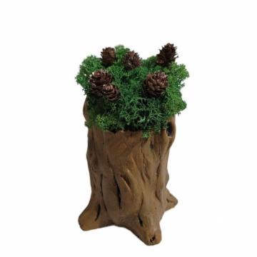 Aranjament licheni ghiveci decorativ verde conuri brad M9 de la Decor Creativ