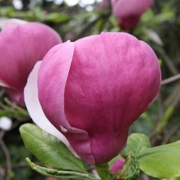 Floare magnolia soulangeana Lennei roz, 150 cm