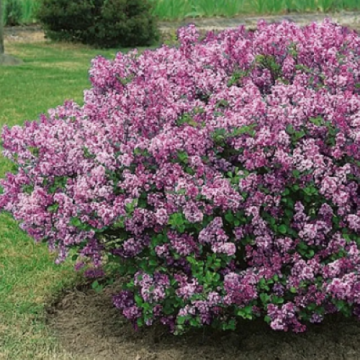 Arbust Syringa Flowerfesta Purple (liliac pitic), in ghiveci de la Florapris Family S.r.l.