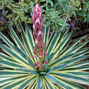 Planta Yucca Gloriosa Variegata in ghiveci de 7,5L de la Florapris Family S.r.l.