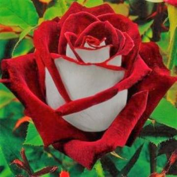 Floare Trandafir teahibrid Osiria la ghiveci