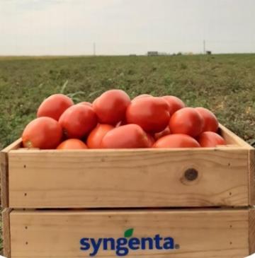 Seminte de tomate determinate Brixtone F1, 5000 seminte de la Antomar & Brothers Group SRL