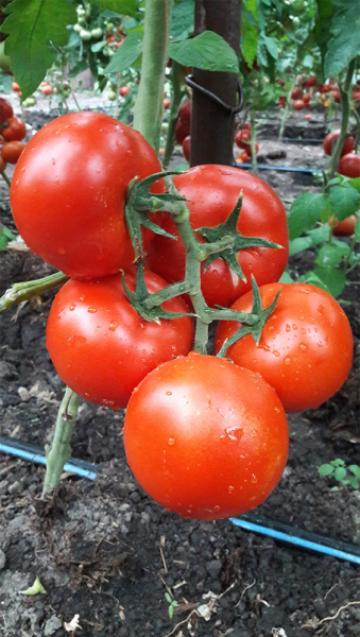 Seminte de tomate nedeterminate Dinakor F1, 500 seminte