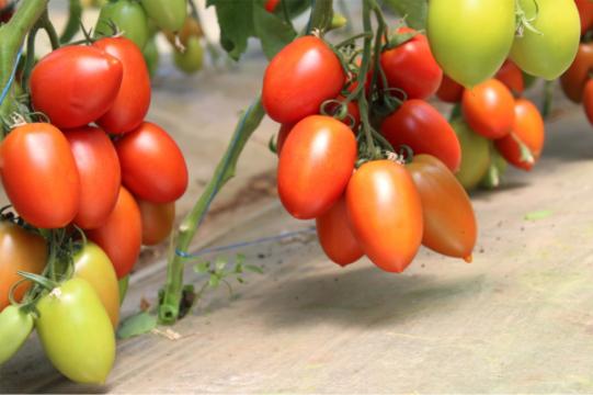 Seminte de tomate nedeterminate, prunisoare, Bacalar F1