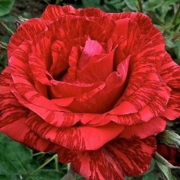 Trandafir hibrid Redintuition
