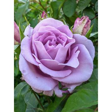 Trandafir hibrid Sissi de la Plantland SRL