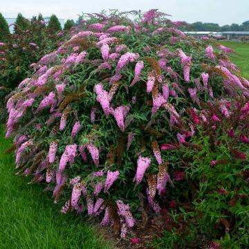 Planta la ghiveci Liliac roz Pink Cascade - 25cm
