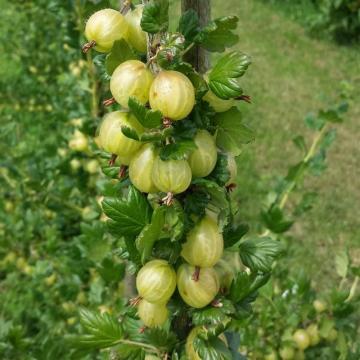 Agris (Ribes uva-crispa Invicta) la ghiveci C2-C3 de la Plantland SRL