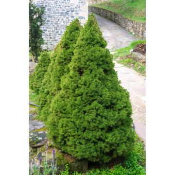Arbust Brad vesnic verde Picea Conic la ghiveci C2-C3