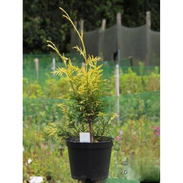 Arbore ornamental Tuia plicata Zebrina la ghiveci C2-C3 de la Plantland SRL
