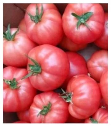 Seminte tomate rosii roz Aphen F1, 1000 seminte, Clause de la Dasola Online Srl
