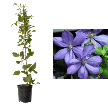 Planta Clematis Mrs Cholmondeley la ghiveci C2-C3 de la Plantland SRL