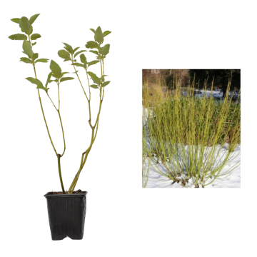 Corn galben (Cornus Flaviramea) de 40-50cm de la Plantland SRL