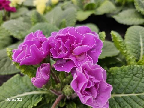 Floare batuta Primula de la Biosolaris Producator Plante