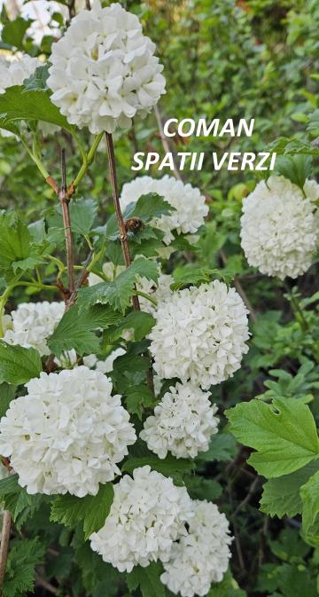 Arbust peren ornamental Viburnum Opulus Roseum