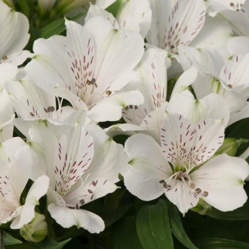 Alstroemeria Magic White (Crinul peruan) la ghiveci de la Florapris Family S.r.l.