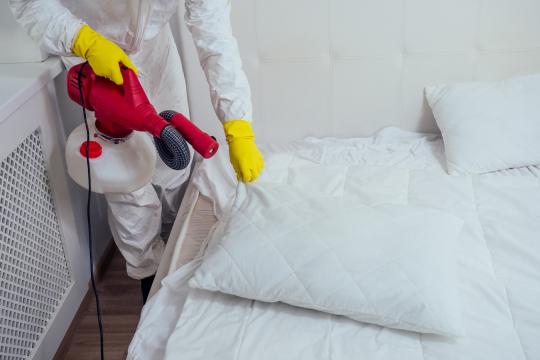 Dezinsectie plosnite de la Pestcontrol Bucuresti