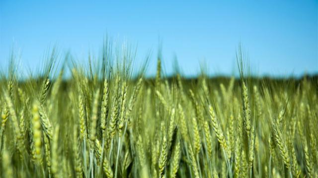 Seminte triticale Trismart C1, 35kg, Aristat, Tratat de la Acvilanis Grup Srl