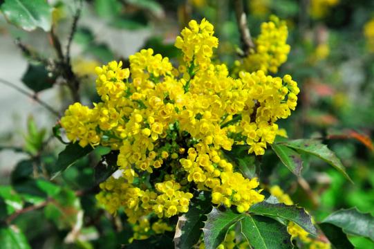 Arbust ornamental Mahonia Aquifolium de la Flor Center Srl