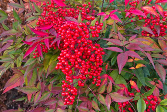 Arbust ornamental Nandina Domestica de la Flor Center Srl
