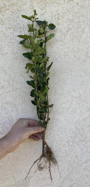 Lemn cainesc pentru gard viu de 30-50 cm de la Plante Si Flori Srl