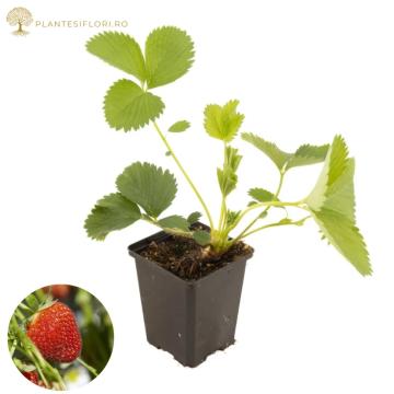 Capsun aromat Korona la ghiveci de 0.7L de la Plante Si Flori Srl