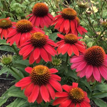 Planta perena Echinacea roz-rosiatica Sun Magic de la Plante Si Flori Srl