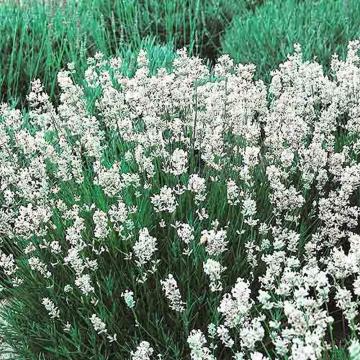 Lavanda alba Arctic Snow de 15-25cm de la Plante Si Flori Srl