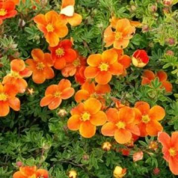 Tufa Potentilla portocalie cu galben de 25-30cm ghiveci 3L de la Plante Si Flori Srl